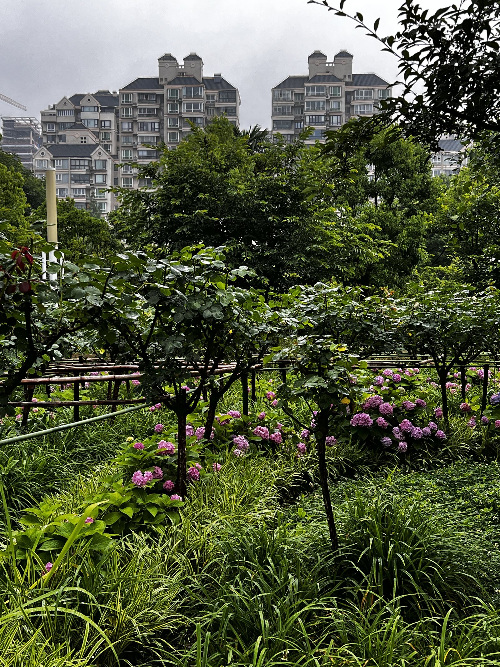 Rose garden